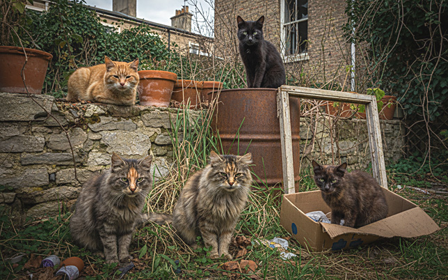 5 old feral cats644